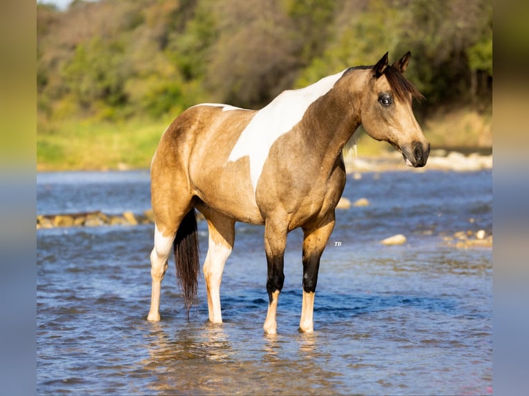 American Quarter Horse Giumenta 9 Anni Pelle di daino in Guthrie OK