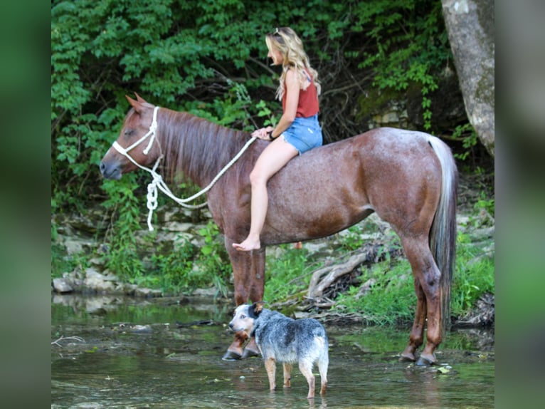 American Quarter Horse Giumenta 9 Anni Roano rosso in Dennison IL