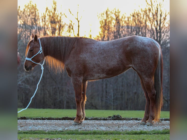 American Quarter Horse Giumenta 9 Anni Roano rosso in Dennison IL