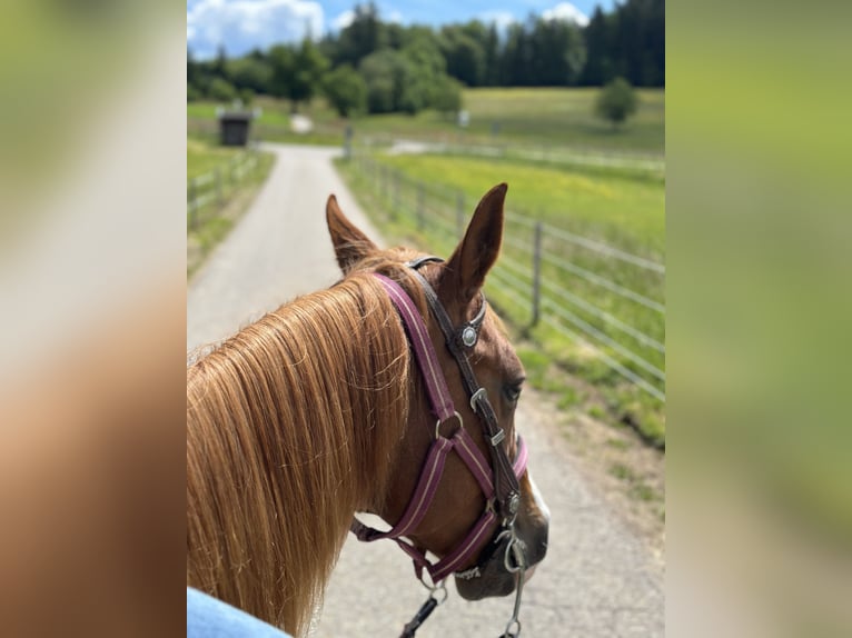 American Quarter Horse Giumenta 9 Anni Sauro in Steinen