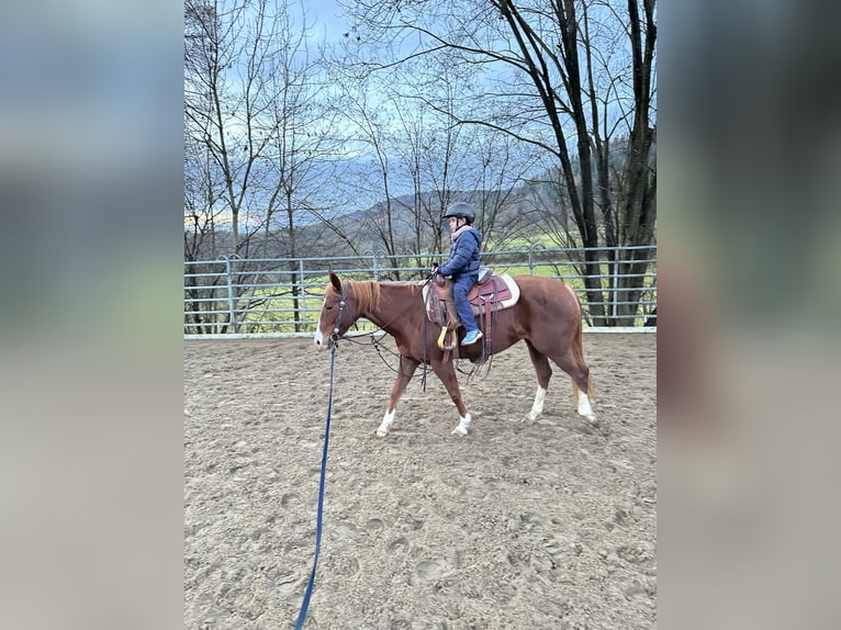 American Quarter Horse Giumenta 9 Anni Sauro in Steinen