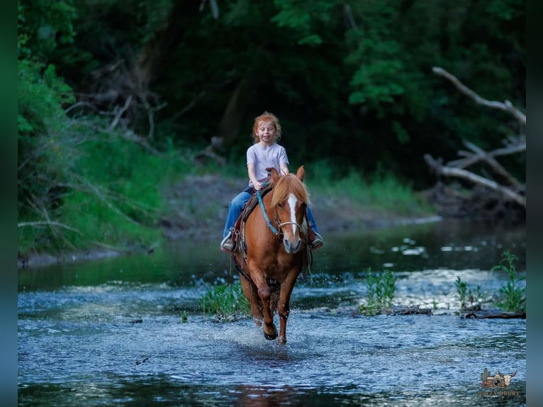 American Quarter Horse Mix Giumenta 9 Anni Sauro ciliegia in Auburn