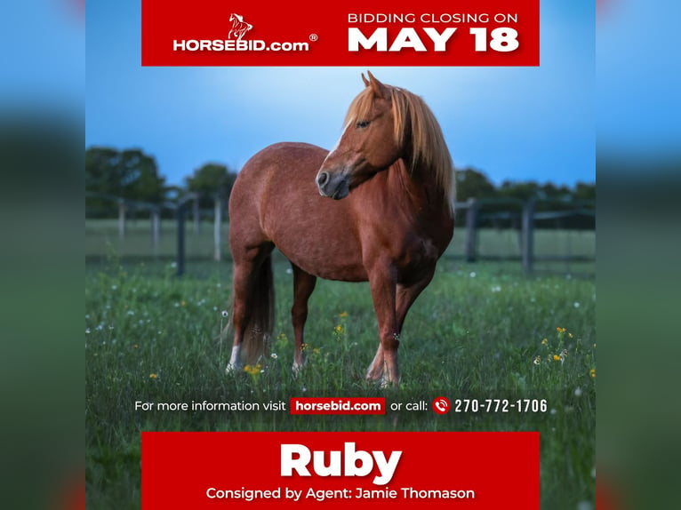 American Quarter Horse Mix Giumenta 9 Anni Sauro ciliegia in Auburn