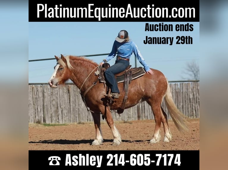 American Quarter Horse Giumenta 9 Anni Sauro ciliegia in Weatherford TX