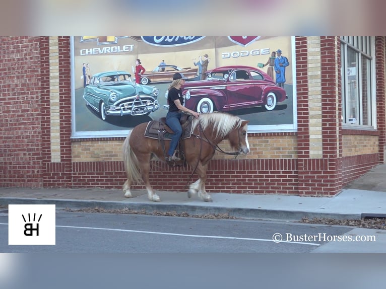 American Quarter Horse Giumenta 9 Anni Sauro ciliegia in Weatherford TX