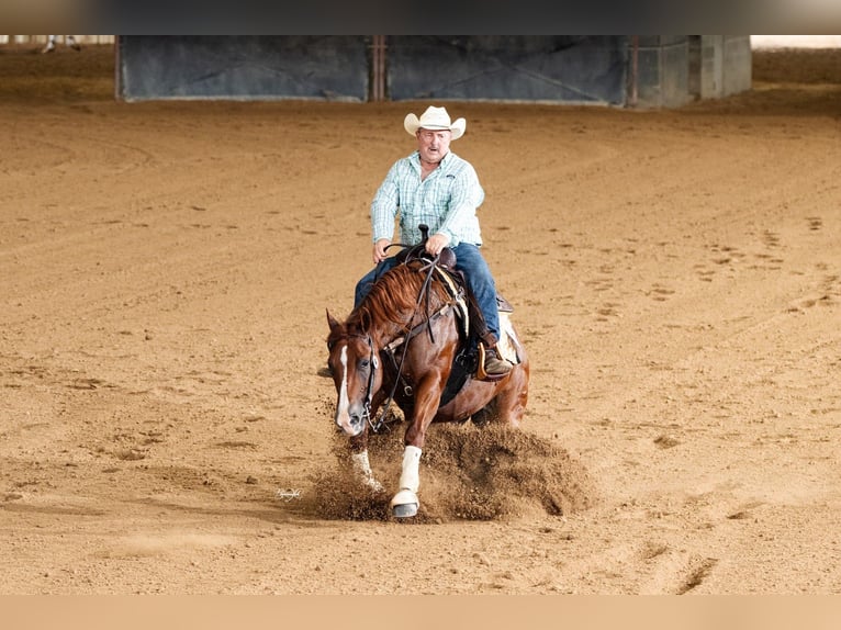 American Quarter Horse Giumenta 9 Anni Sauro ciliegia in Port Charlotte