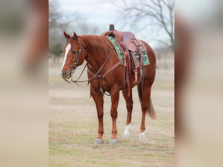 American Quarter Horse Giumenta 9 Anni Sauro ciliegia in Whitesboro, TX