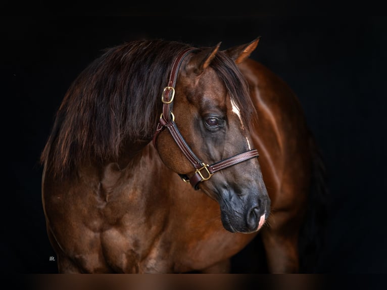 American Quarter Horse Giumenta 9 Anni Sauro scuro in Kemnath