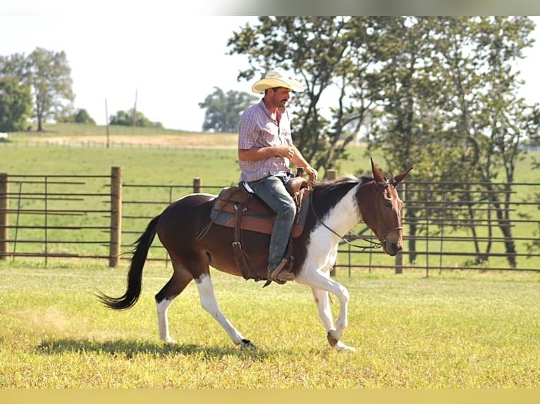 American Quarter Horse Giumenta 9 Anni Tobiano-tutti i colori in Brooksville Ky