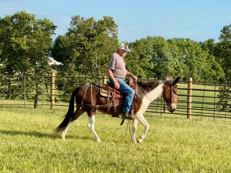 American Quarter Horse Giumenta 9 Anni Tobiano-tutti i colori in Brooksville Ky