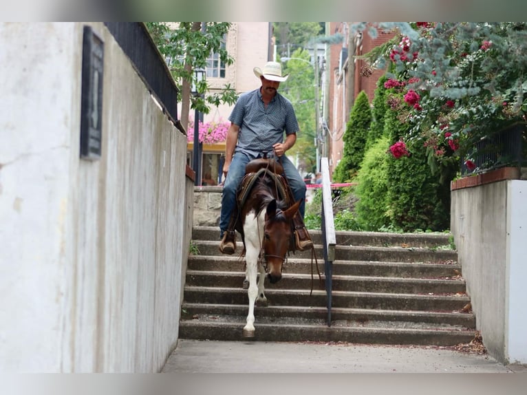 American Quarter Horse Giumenta 9 Anni Tobiano-tutti i colori in Brooksville Ky