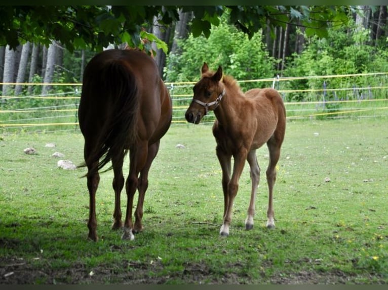 American Quarter Horse Giumenta  143 cm Sauro scuro in Mehlmeisel
