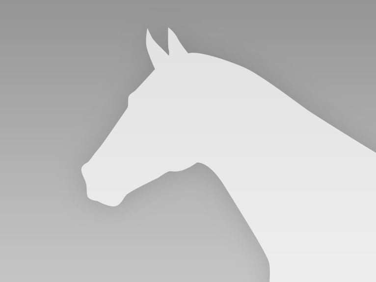 American Quarter Horse Giumenta  143 cm Sauro scuro in Mehlmeisel