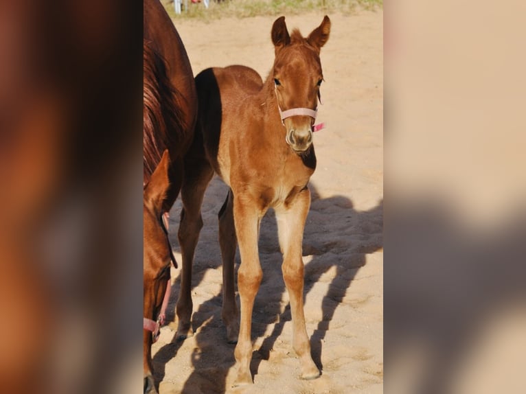 American Quarter Horse Giumenta  143 cm Sauro scuro in Mehlmeisel