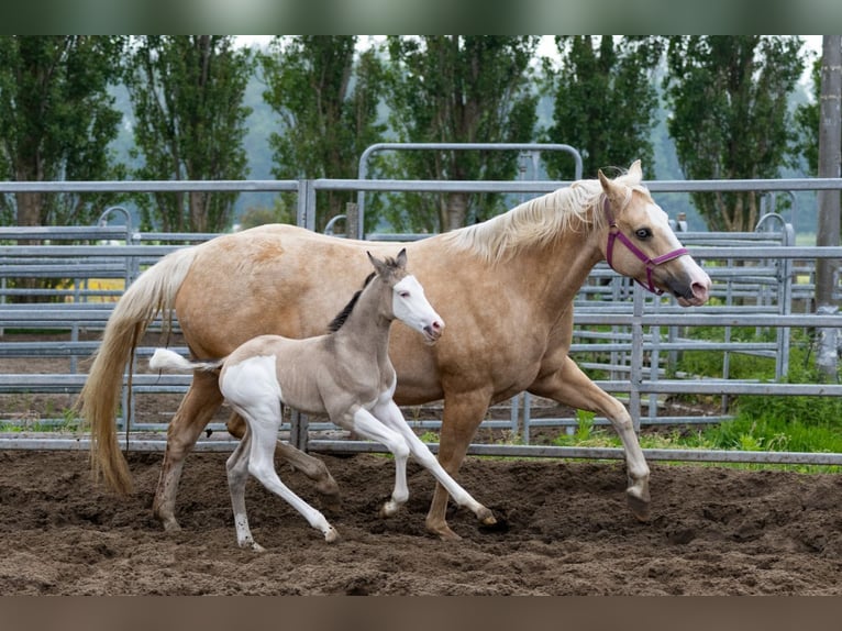 American Quarter Horse Giumenta Puledri
 (05/2024) 145 cm Pelle di daino in Starnmeer