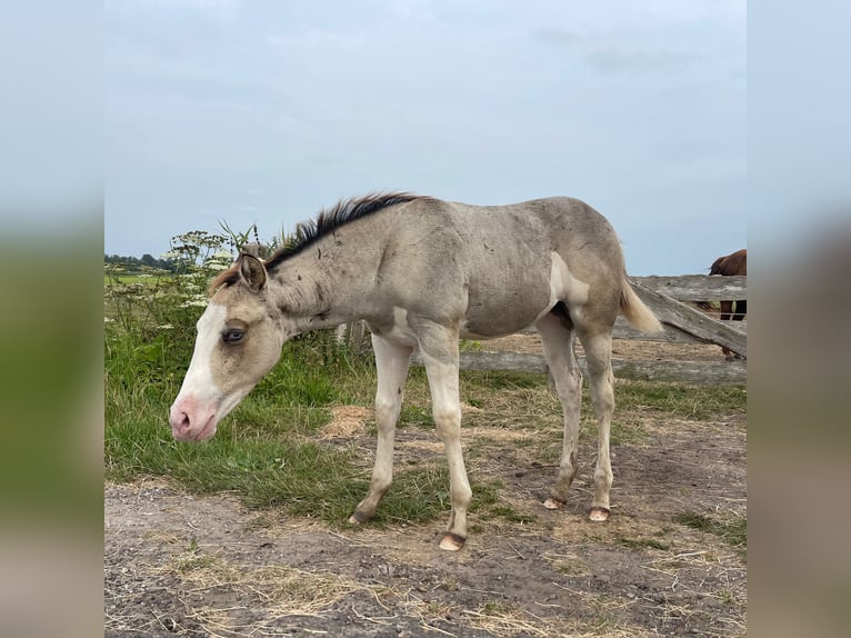 American Quarter Horse Giumenta Puledri
 (05/2024) 145 cm Pelle di daino in Starnmeer