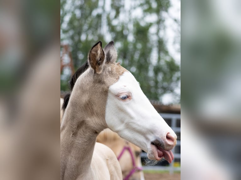 American Quarter Horse Giumenta Puledri
 (05/2024) 145 cm Pelle di daino in Starnmeer