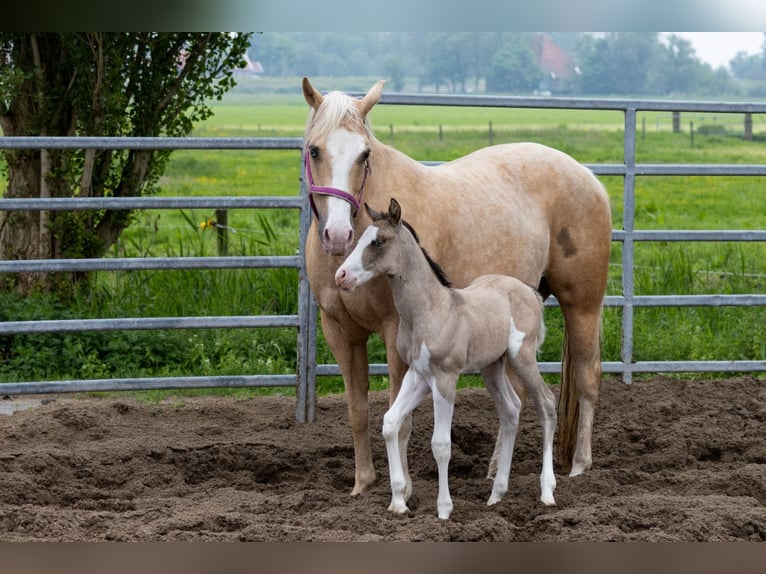 American Quarter Horse Giumenta Puledri
 (05/2024) 145 cm Pelle di daino in Starnmeer