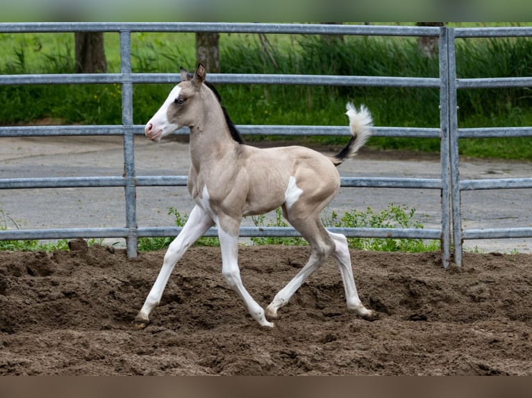 American Quarter Horse Giumenta Puledri
 (05/2024) 145 cm Pelle di daino in Starnmeer