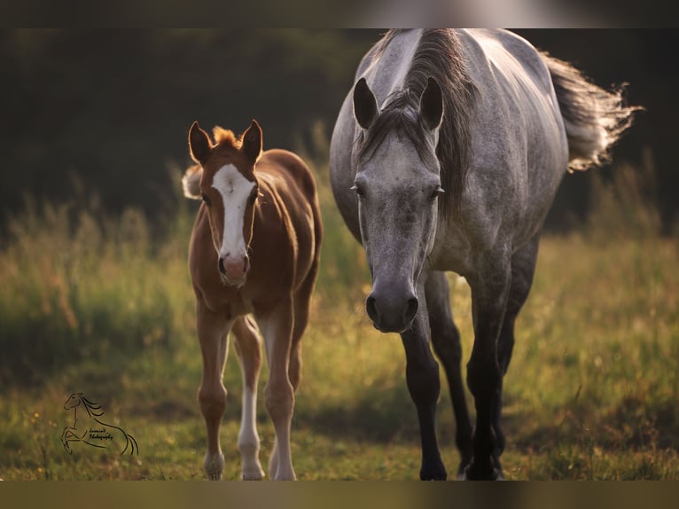American Quarter Horse Giumenta Puledri (04/2026) 145 cm Sauro in Geiselwind