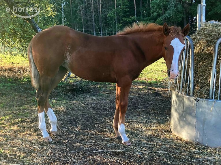 American Quarter Horse Giumenta Puledri (04/2026) 145 cm Sauro scuro in Geiselwind