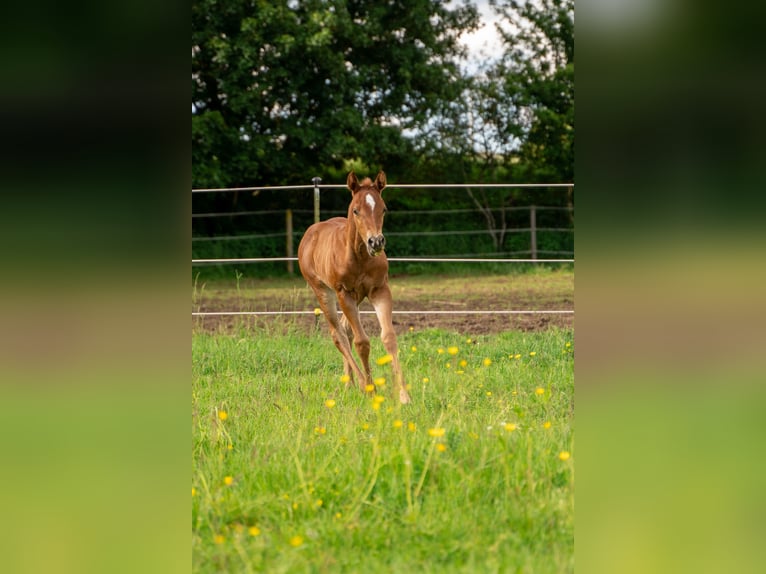 American Quarter Horse Giumenta Puledri
 (05/2024) 147 cm Sauro scuro in Villingen-Schwenningen