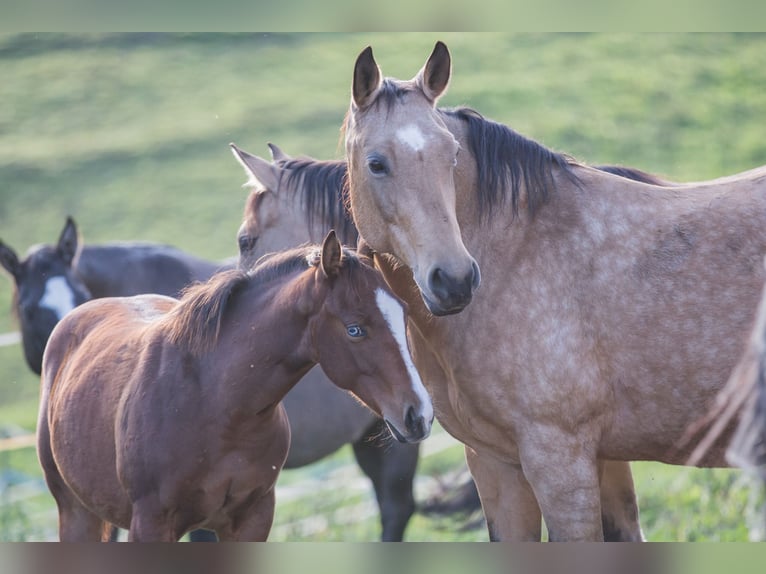 American Quarter Horse Giumenta Puledri (04/2025) 148 cm Baio in Oisnitz
