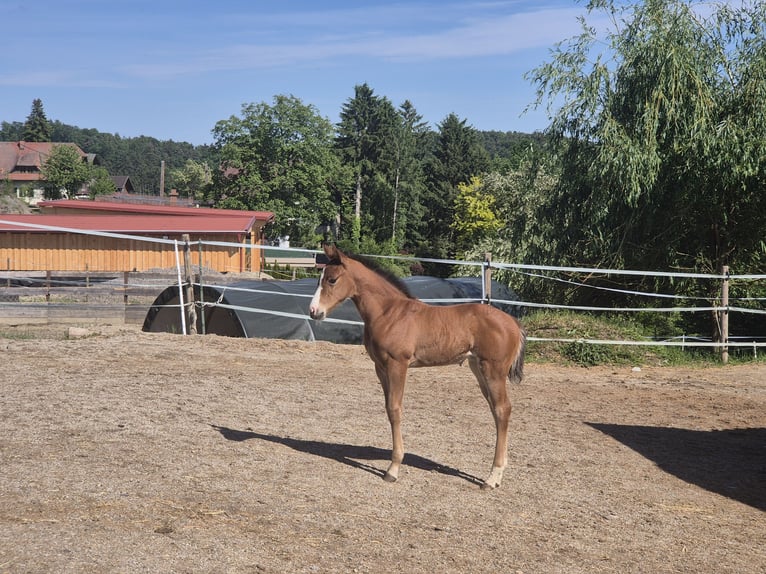American Quarter Horse Giumenta Puledri (04/2026) 148 cm Baio in Oisnitz