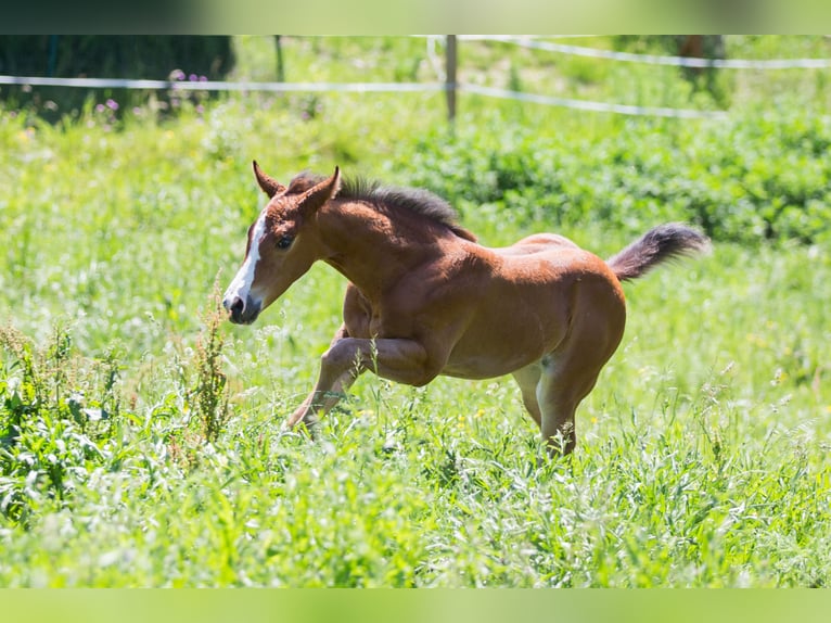American Quarter Horse Giumenta Puledri (04/2026) 148 cm Baio in Oisnitz