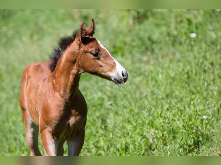 American Quarter Horse Giumenta Puledri (04/2026) 148 cm Baio in Oisnitz