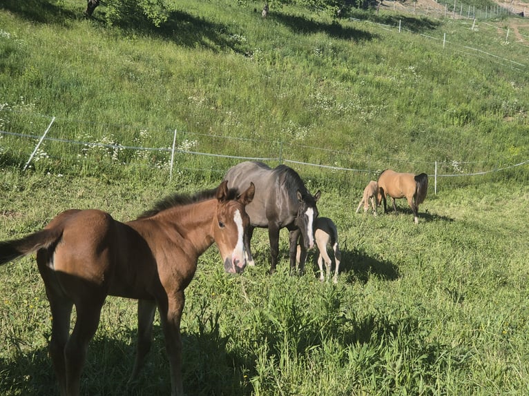 American Quarter Horse Giumenta Puledri (04/2026) 148 cm Baio in Oisnitz
