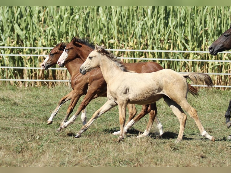 American Quarter Horse Giumenta Puledri
 (05/2024) 148 cm Dunalino in Waldshut-Tiengen