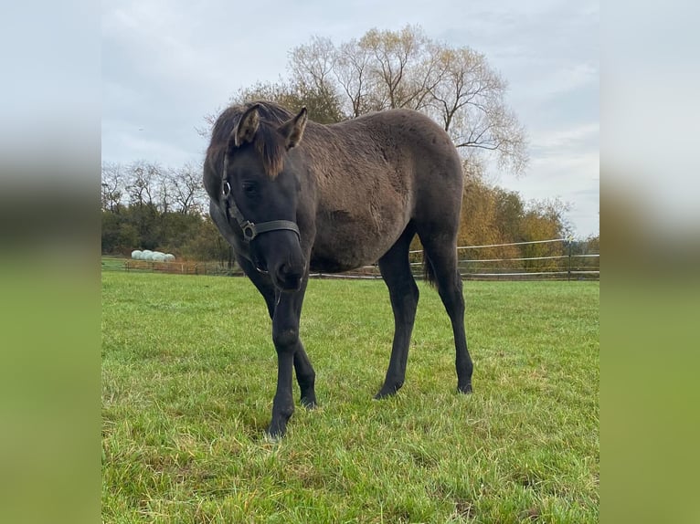 American Quarter Horse Giumenta Puledri (04/2024) 148 cm Grullo in Erbendorf