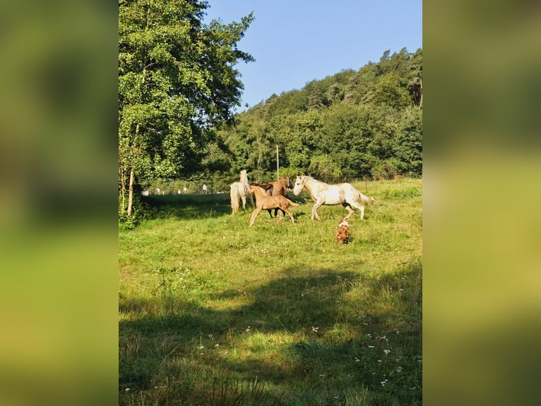 American Quarter Horse Giumenta Puledri
 (06/2024) 148 cm Palomino in Klingenberg am Main