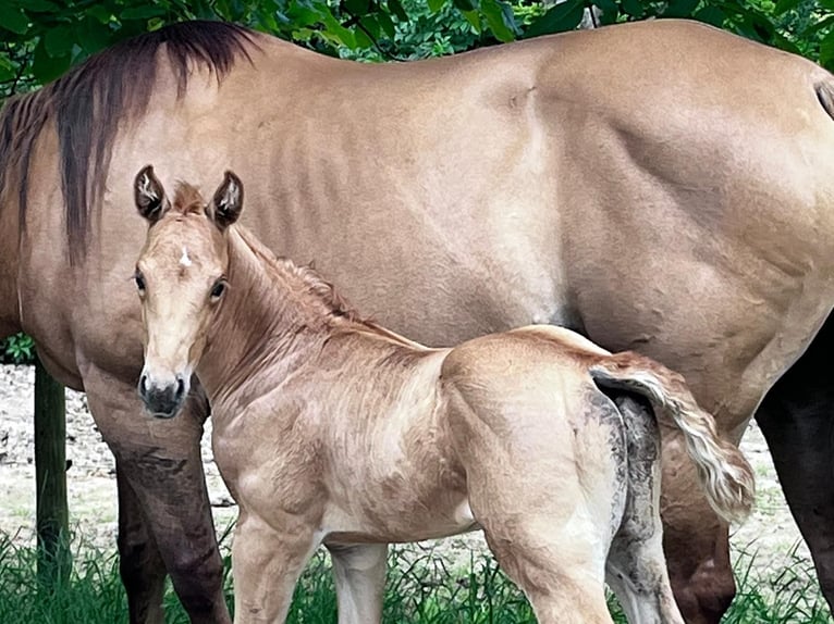 American Quarter Horse Giumenta Puledri
 (06/2024) 148 cm Palomino in Klingenberg am Main