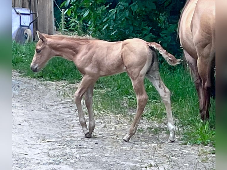 American Quarter Horse Giumenta Puledri
 (06/2024) 148 cm Palomino in Klingenberg am Main