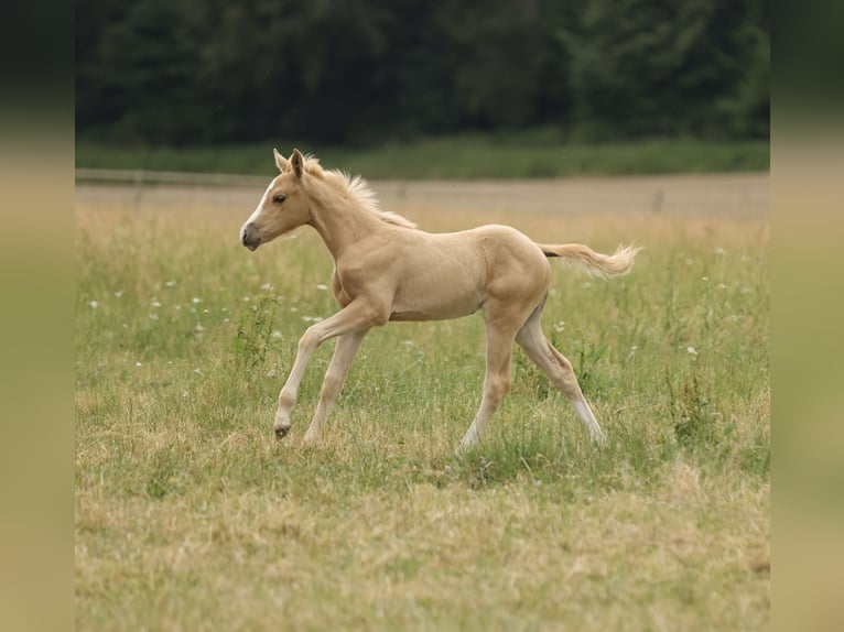 American Quarter Horse Giumenta Puledri (04/2026) 148 cm Palomino in Waldshut-Tiengen