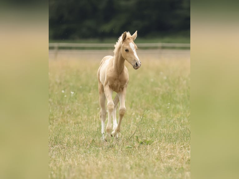 American Quarter Horse Giumenta Puledri (04/2026) 148 cm Palomino in Waldshut-Tiengen