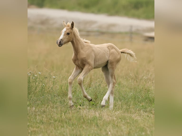 American Quarter Horse Giumenta Puledri (04/2026) 148 cm Palomino in Waldshut-Tiengen