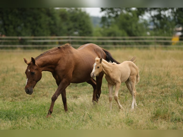 American Quarter Horse Giumenta Puledri (04/2026) 148 cm Palomino in Waldshut-Tiengen