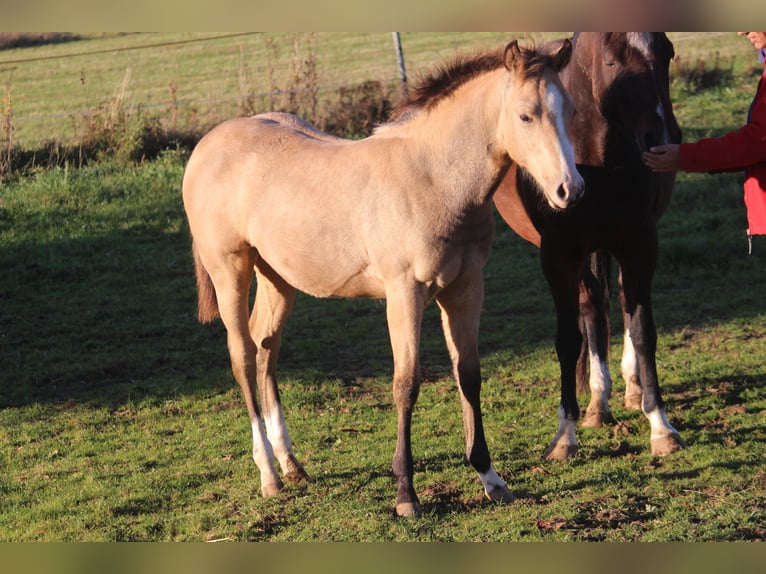 American Quarter Horse Giumenta  148 cm Pelle di daino in Neustadt