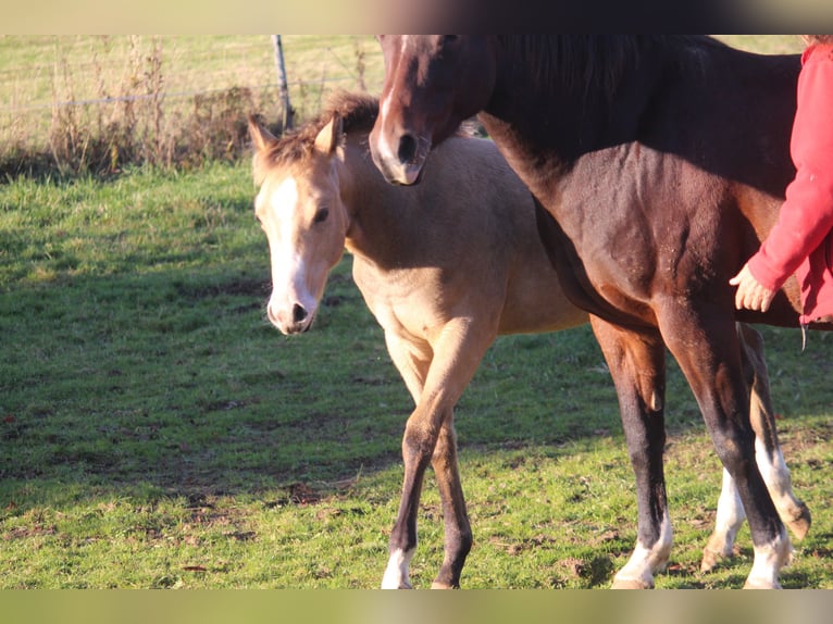 American Quarter Horse Giumenta  148 cm Pelle di daino in Neustadt