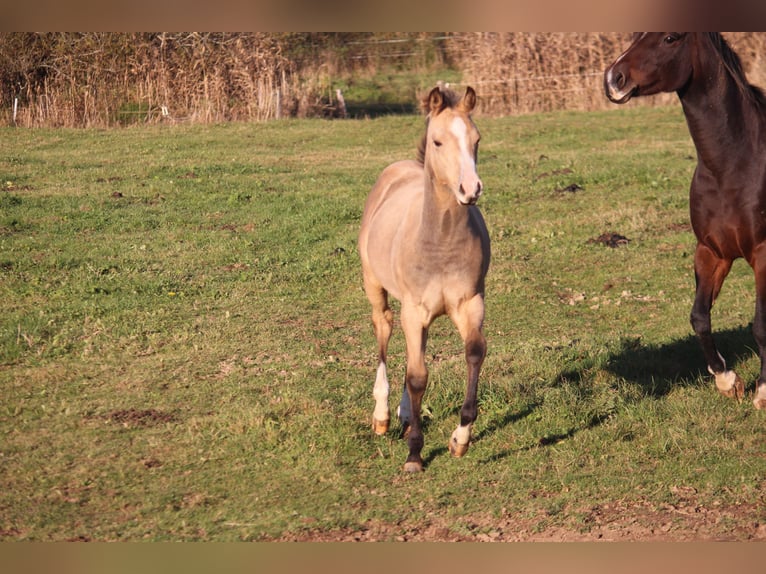 American Quarter Horse Giumenta  148 cm Pelle di daino in Neustadt