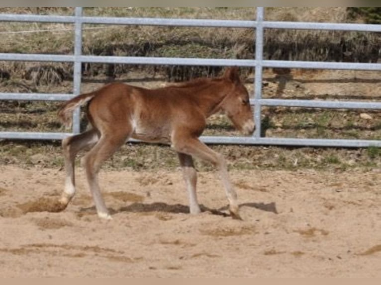 American Quarter Horse Giumenta Puledri (03/2026) 148 cm Sauro in Mehlmeisel
