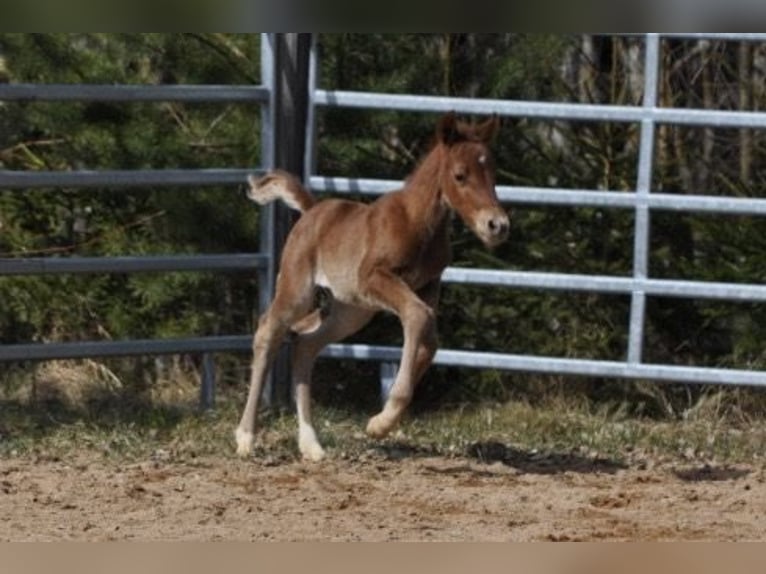 American Quarter Horse Giumenta Puledri (03/2026) 148 cm Sauro in Mehlmeisel
