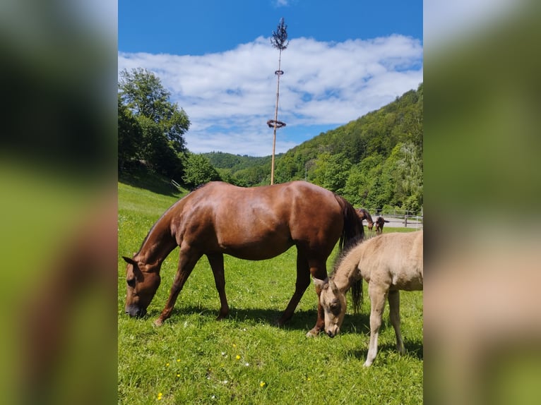 American Quarter Horse Giumenta Puledri
 (03/2024) 149 cm Pelle di daino in Hülben