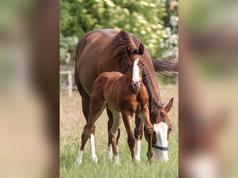 American Quarter Horse Giumenta Puledri (06/2025) 150 cm Baio in Celle