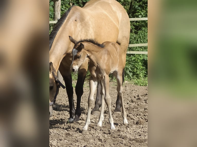 American Quarter Horse Giumenta Puledri (06/2025) 150 cm Baio in Celle
