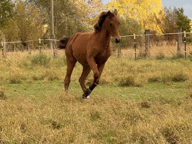 American Quarter Horse Giumenta Puledri (03/2025) 150 cm Baio in Kindelbrück American Quarter Horse Giumenta Puledri (03/2025) 150 cm Baio in Kindelbrück