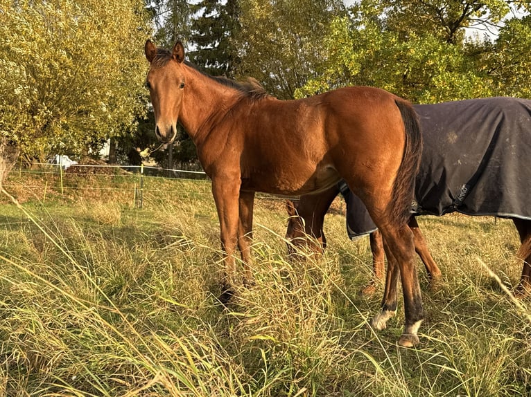 American Quarter Horse Giumenta Puledri (03/2025) 150 cm Baio in Kindelbrück American Quarter Horse Giumenta Puledri (03/2025) 150 cm Baio in Kindelbrück